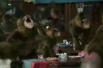 Sure - Go Wild